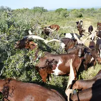 Chèvres du Rove en Paca