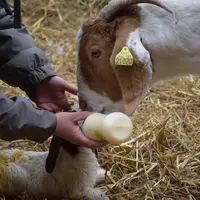 Mise bas des chèvres boers