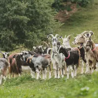 Chèvre du massif central