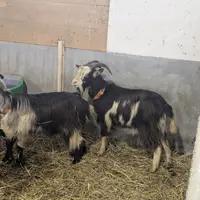 boucs de race corse