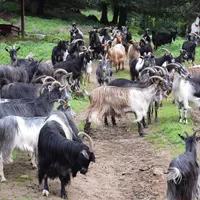 Chèvres corses