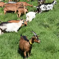 Des chèvres paturent dans l'herbe.