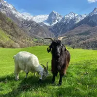 Deux chèvres de race Pyrénéenne