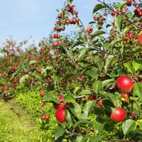 verger pomme