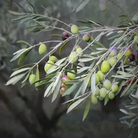 olives en branche