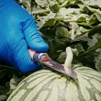 pastèque coupe récolte manuelle