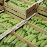 courgette