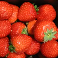 fraise gros plan