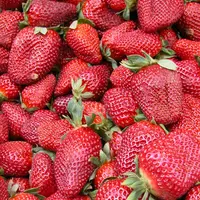 fraises vrac
