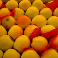 pommes gros plan
