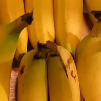 gros plan banane