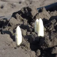 asperge Planasa