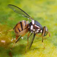 mouche orientale des fruits