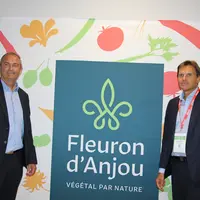 fleuron d'anjou