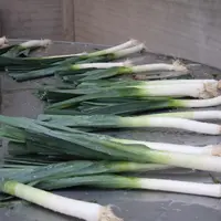 poireau