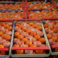 orange rungis
