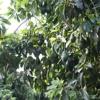 avocatier