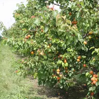 vergers abricots Rhône Alpes