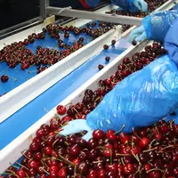 tri de cerises
