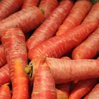 carottes