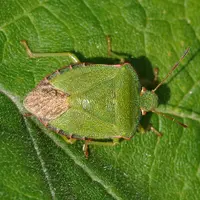Les punaises observées ou piégées dans le Limousin ont été majoritairement de l'espèce Palomena prasina. © Quartl