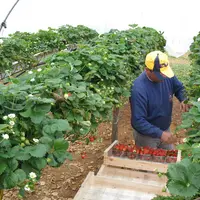 Un métier de cueilleur de fraise ne s’apprend pas en deux heures. Il faut de la pratique. © RFL