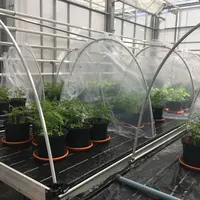 Une douzaine de stimulateurs de défense des plantes (SDP) ont été évalués sous serre, vis-à-vis de la brûlure foliaire de la carotte. © Equipe QuaRVeg