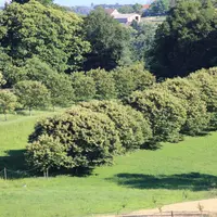 Plus de 130 espèces d’insectes floricoles ont été comptabilisés sur les fleurs de châtaigniers.