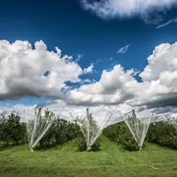 Plusieurs maladies cryptogamiques dont la tavelure ont été moins problématiques en 2019, qui a été marquée par des épisodes climatiques majeurs. © F.