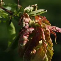 Les conditions climatiques ont été favorables à la cloque du pêcher, mais moins de dégâts ont été observés. © A. Pelotier