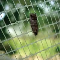De nombreuses piqûres de carpocapse ont été signalées sur pomme dans le Val de Loire. © G. Sévérac