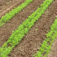 L’interface Dynatrac avec caméra permet de biner à 2 cm des plants et d’intervenir sur des carottes plus jeunes.