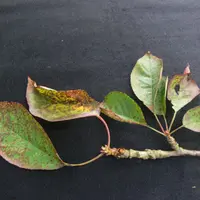 Les feuilles atteintes de cylindrosporiose présentent des petites taches violacées arrondies. © Estación Fitopatolóxica Do ...
