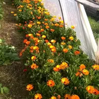 Le souci  permet à Macrolophus de s’alimenter, en piquant les tiges et en se nourrissant du pollen mais aussi des proies qu'il héberge.