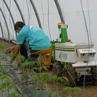 L'impact de l'utilisation d'un robot sur la pénibilité en production maraîchère est étudié à la station expérimentale de Bretagne Sud.  © SEHBS