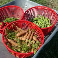 Pour satisfaire les consommateurs,  La Cueillette de L’Herbasse doit offrir un panel de fruits et légumes le plus large et étoffé possible. © A.Priole