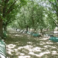 Invenio a évalué l'utilisation de nématodes et de champignons entomopathogènes contre le carpocapse du châtaignier, en application au sol, dans une st