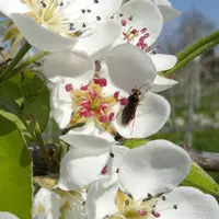 Quassol est utilisable par dérogation jusqu'au 21 juin 2024 sur fruits à pépins et prunier contre l'hoplocampe.