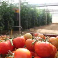 La tomate est l'espèce maraîchère la plus consommatrice de produits de biocontrôle et d'auxiliaires dans les fermes Dephy. © A. Lasnier