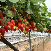 Les surfaces de production de fraise progressent légèrement de 2% en France, comme dans d'autres pays européens.