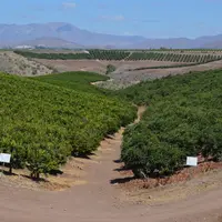 Cultures d'agrumes et d'avocats à Ovalle, à 400 km au nord de la capitale Santiago. Les vergers du nord de la zone traditionnelle de production fruiti