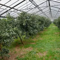 Une vingtaine de variétés d'agrumes sont cultivés sous 2500 m2 de serres. © J.Dukmedjian