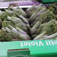 L'étude du CTIFL auprès de consommateurs révèle que pour certains l'artichaut violet est "pourri" et non une variété. © RFL