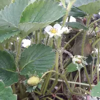 L’efficacité de la lutte biologique contre les pucerons en fraisier est actuellement très variable. © AOPn Fraise de France