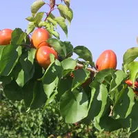 Une meilleure évaluation de la qualité de l'abricot constitue l'un des points cruciaux du plan qualité de l'AOP Pêches et abricots de France. © RFL