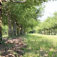 Le 1er janvier 2021, les principaux usages du glyphosate seront interdits. Le désherbage mécanique en arboriculture est appelé à se développer encore