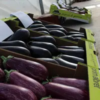 Malgré une forte croissance de production, l’aubergine française approvisionne à moins de 40 % son marché intérieur, estimé à plus de 65 000 tonnes.