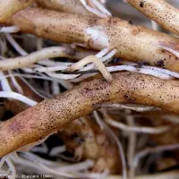 Les lésions Colletotrichum coccodes sont grisâtres à brunâtres et se couvrent partiellement de microsclérotes noirs.  © D.Blancard-INRA