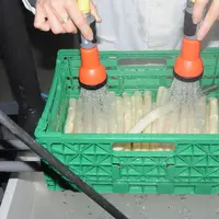 Application du traitement eau chaude par douchage. © Ctifl