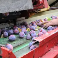 Le taux de fruits perforés sur le témoin non traité atteignant 40,42% contre 3,13% avec celui traité. © RFL
